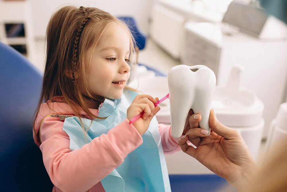 little girl brushing a model tooth with a toothbrush